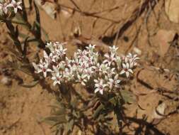 Image of Crassula scabra L.