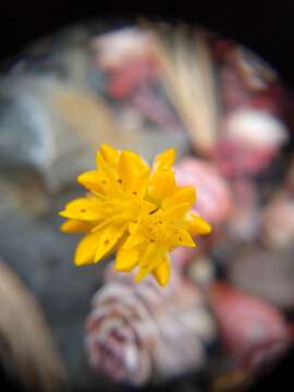 Image of broadleaf stonecrop