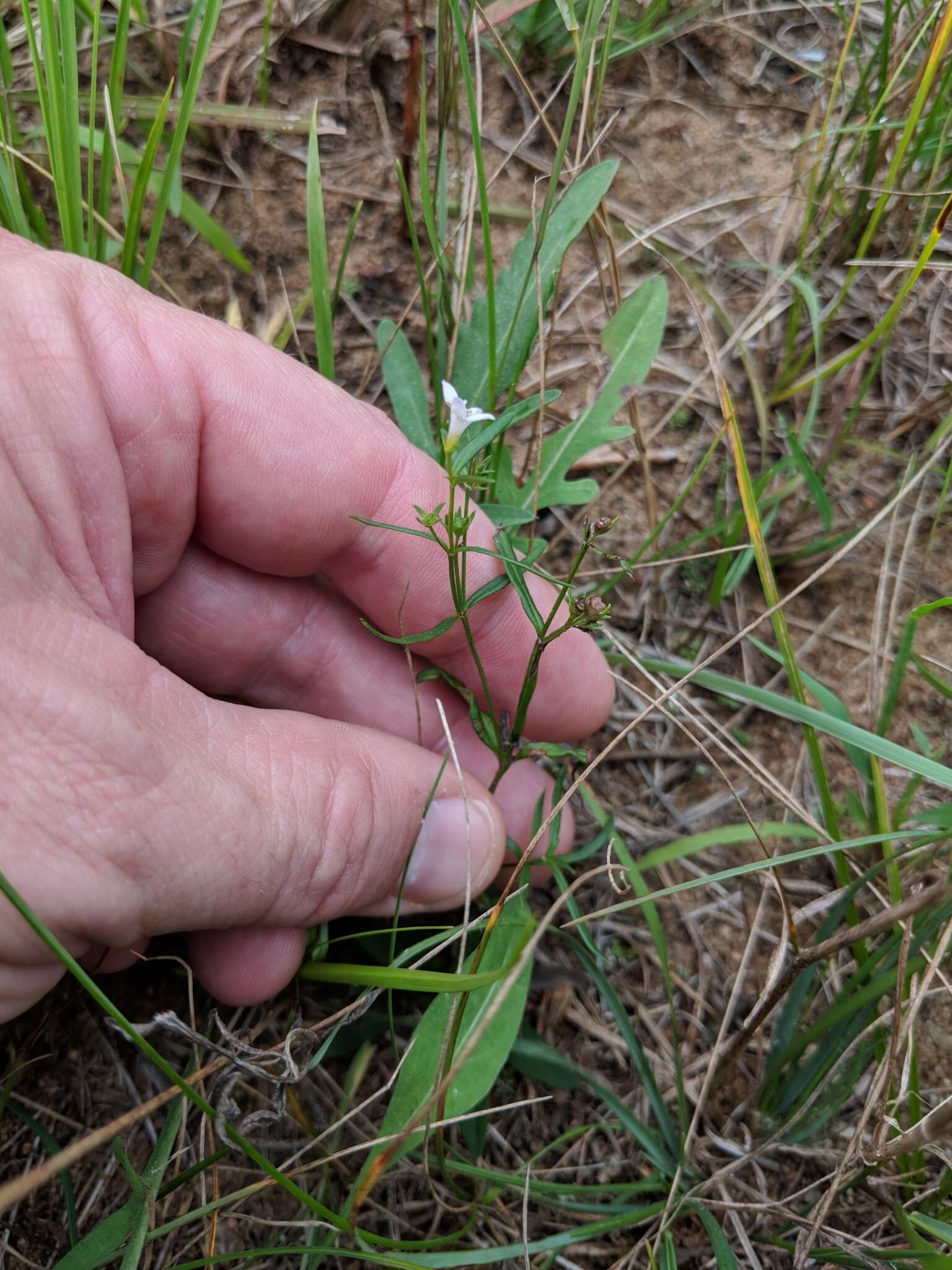 Image of longleaf summer bluet