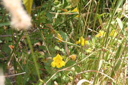 Imagem de Erythranthe lutea (L.) G. L. Nesom