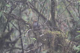 Plancia ëd Heteroxenicus stellatus (Gould 1868)