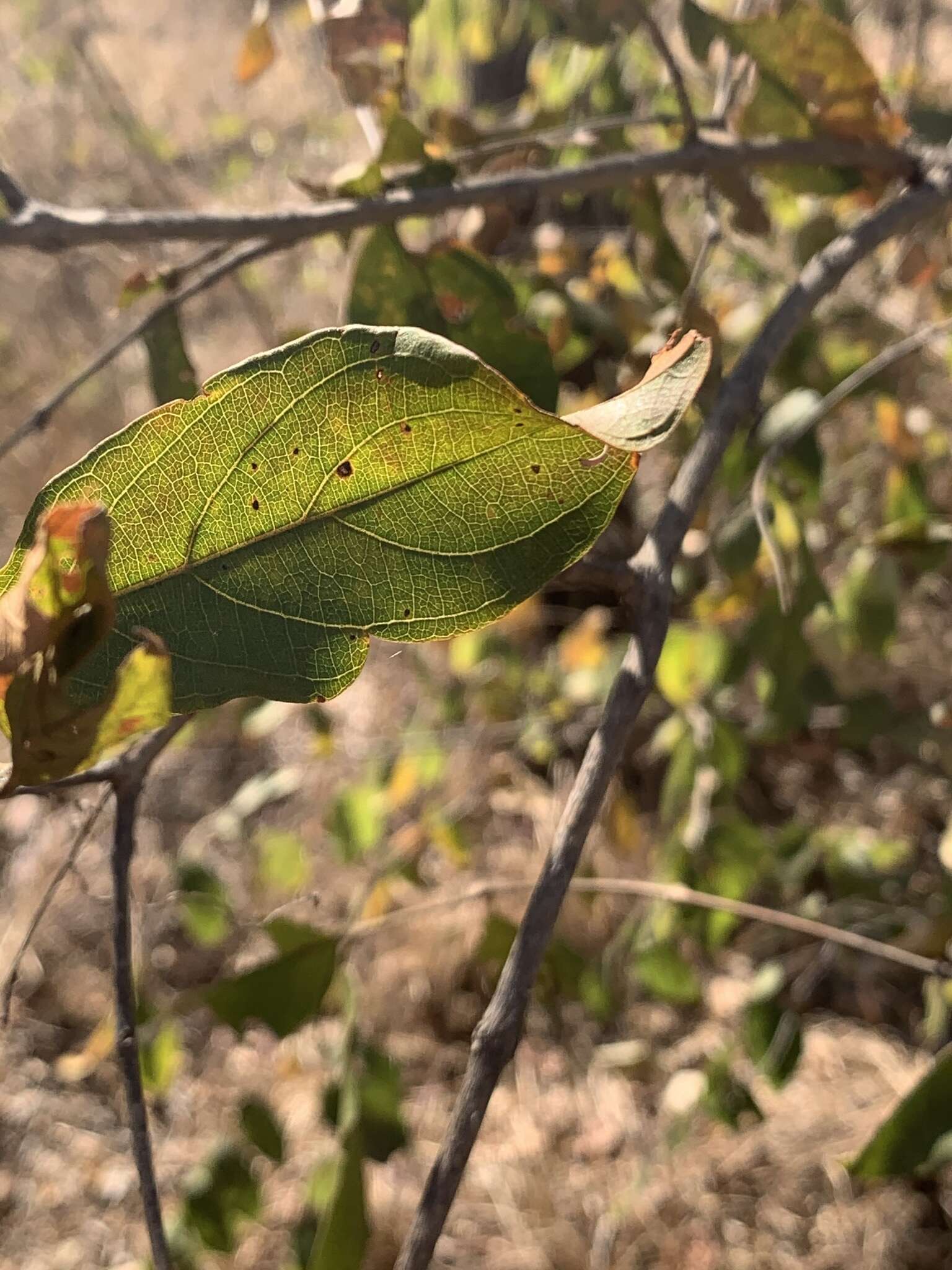 Image of Red bushwillow