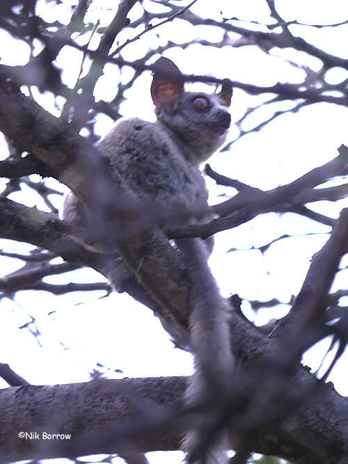 Image of Galago senegalensis sotikae Hollister 1920