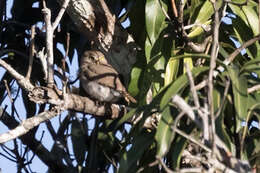 Image of Colima Pygmy Owl