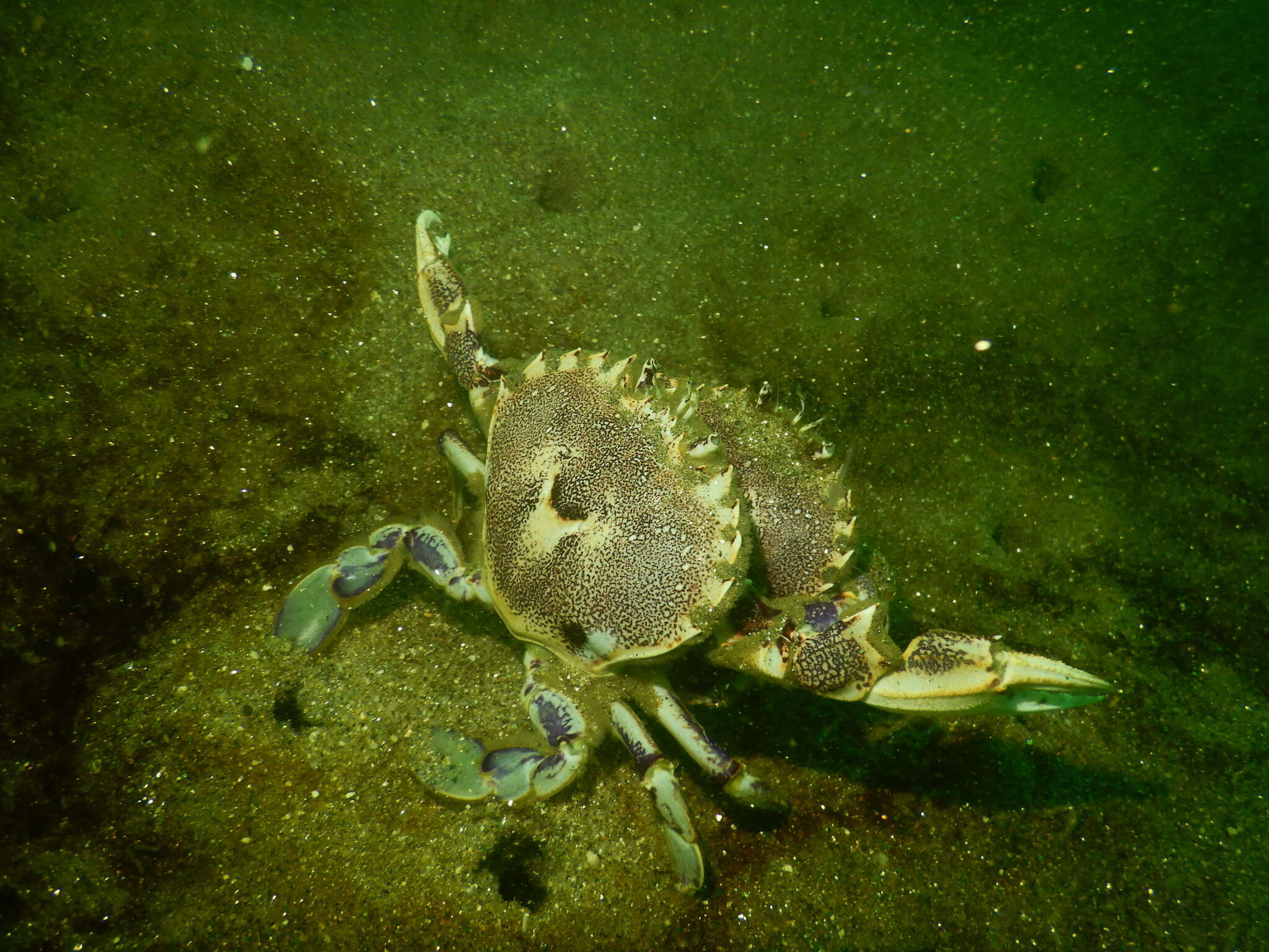 Image of three-spot swimming crab