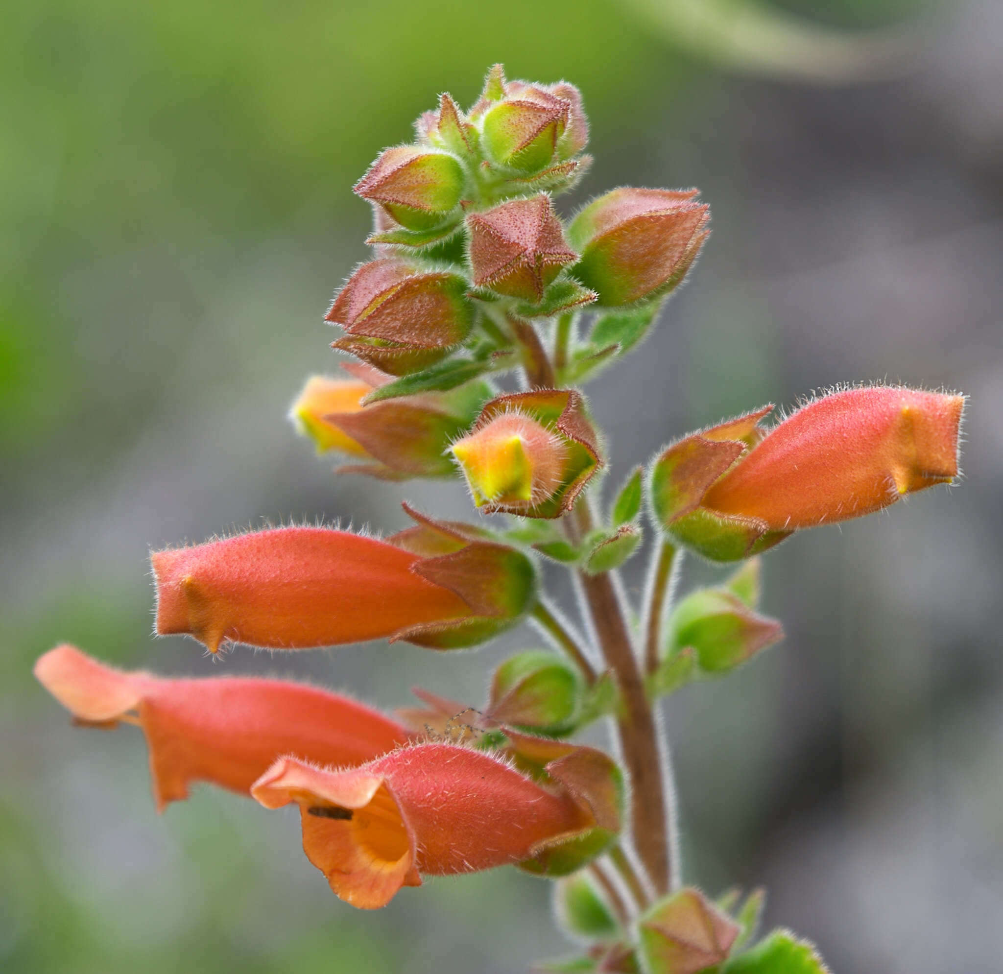Image of Sinningia incarnata (Aubl.) Denham