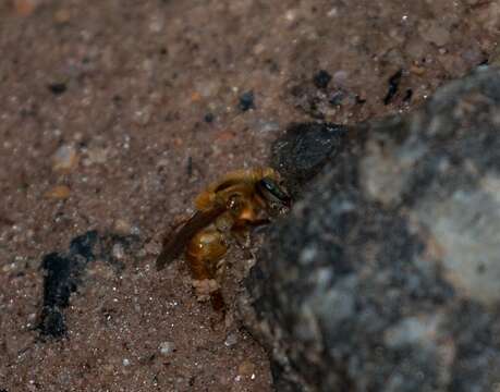 Image of Melipona rufiventris Lepeletier 1836