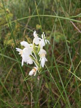 Image of white fringed orchid