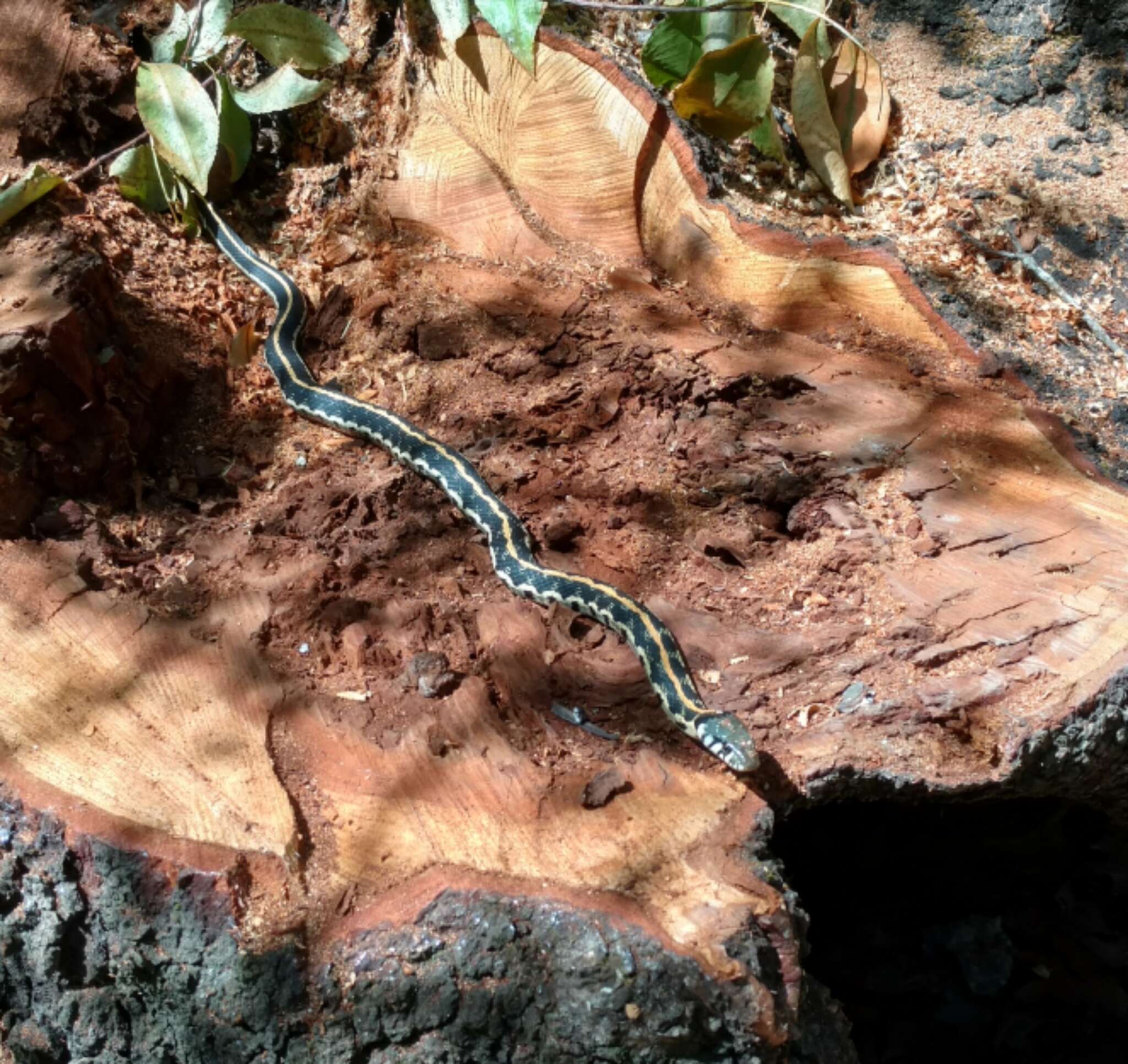 Image of Blackneck Garter Snake