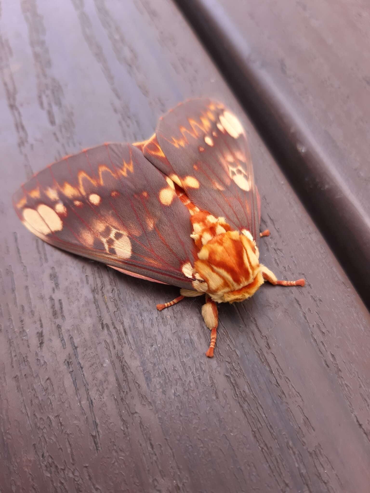 Image of Citheronia hamifera Rothschild 1907