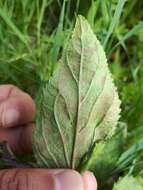 Peronospora sordida resmi