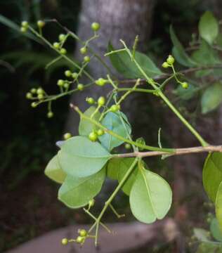 Слика од Myrcia multiflora (Lamarck) DC.