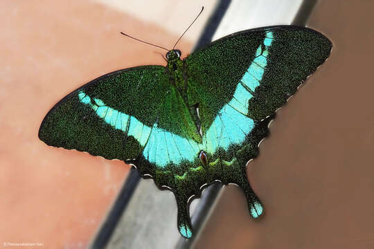 Image of Common Banded Peacock