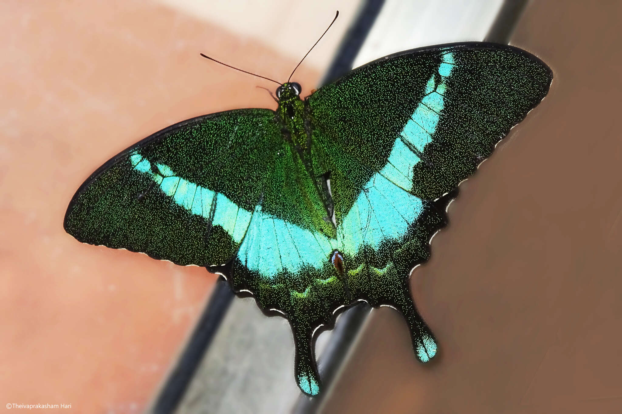 Image of Common Banded Peacock