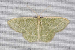 Image of Blackberry Looper Moth