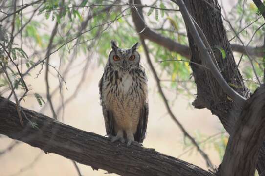 Слика од Bubo bengalensis (Franklin 1831)