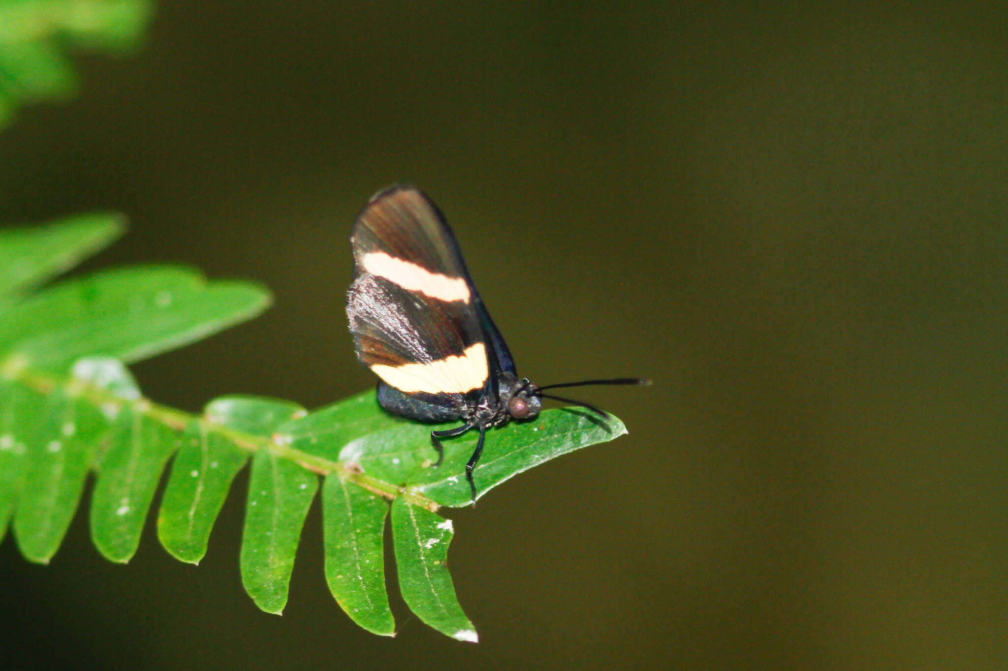 Image of Isapis agyrtus (Cramer (1777))