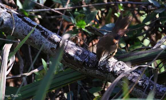 Limnoctites sulphuriferus (Burmeister 1869)的圖片