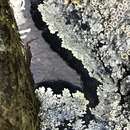 Image of matted lichen
