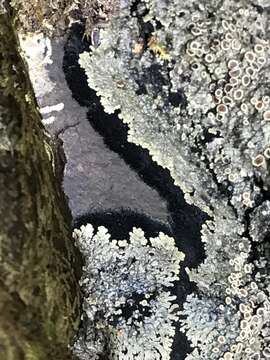 Image of matted lichen