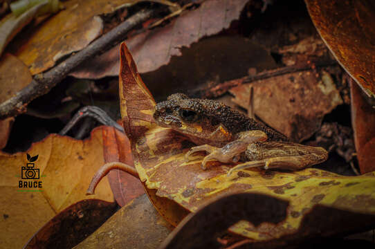 Image of Gracile Litter Frog