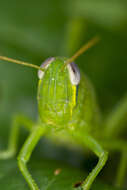 Image de Valanga nigricornis rammei Kevan & D. K. M. 1987