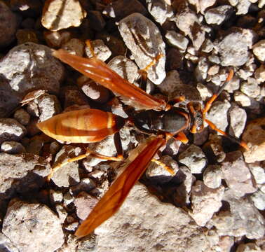 Image of <i>Polistes <i>comanchus</i></i> comanchus