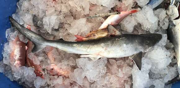 Image of Atlantic Sharpnose Shark