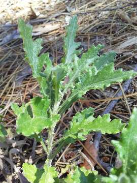 Image of Senecio glomeratus