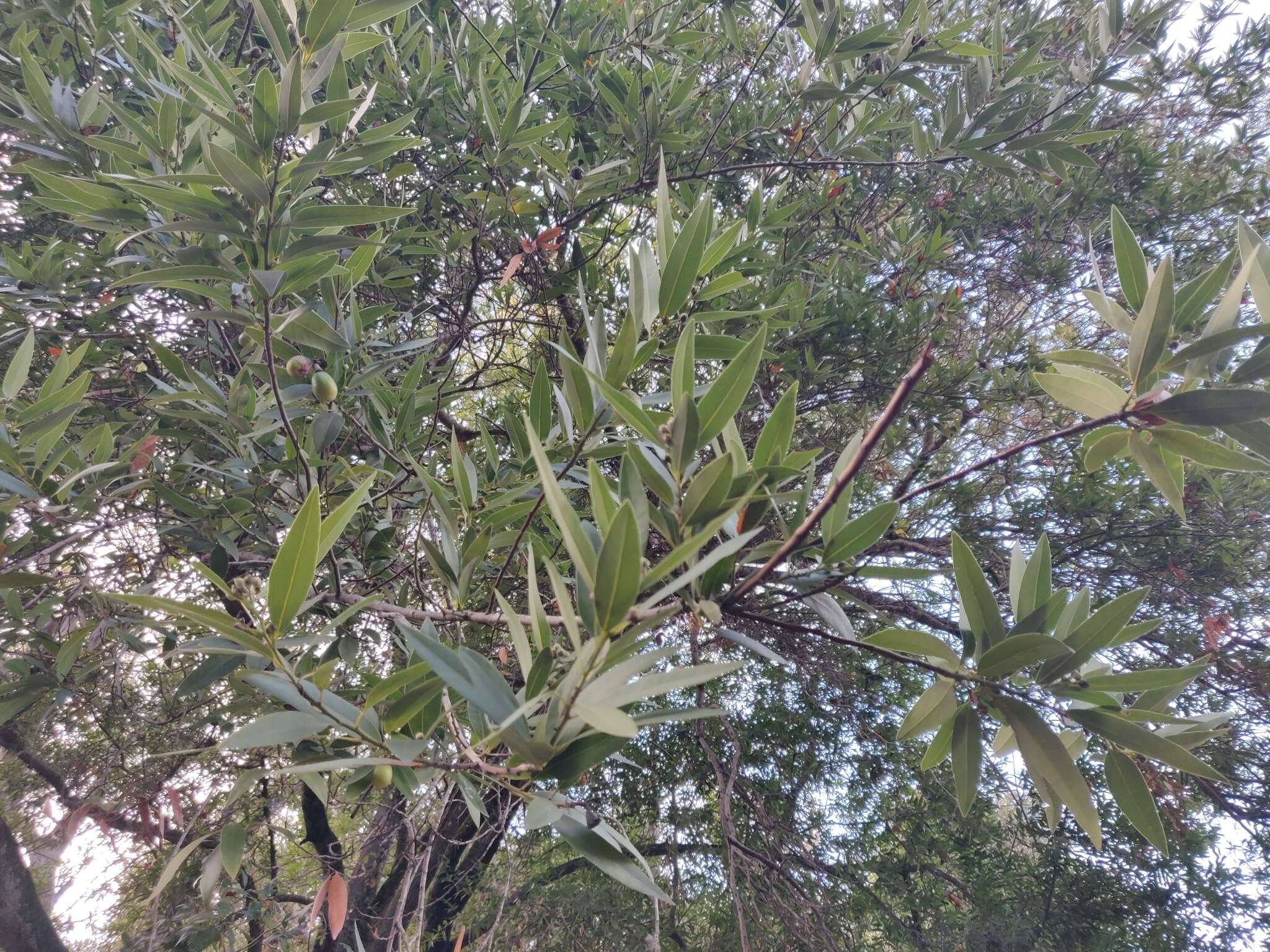 Image of California laurel