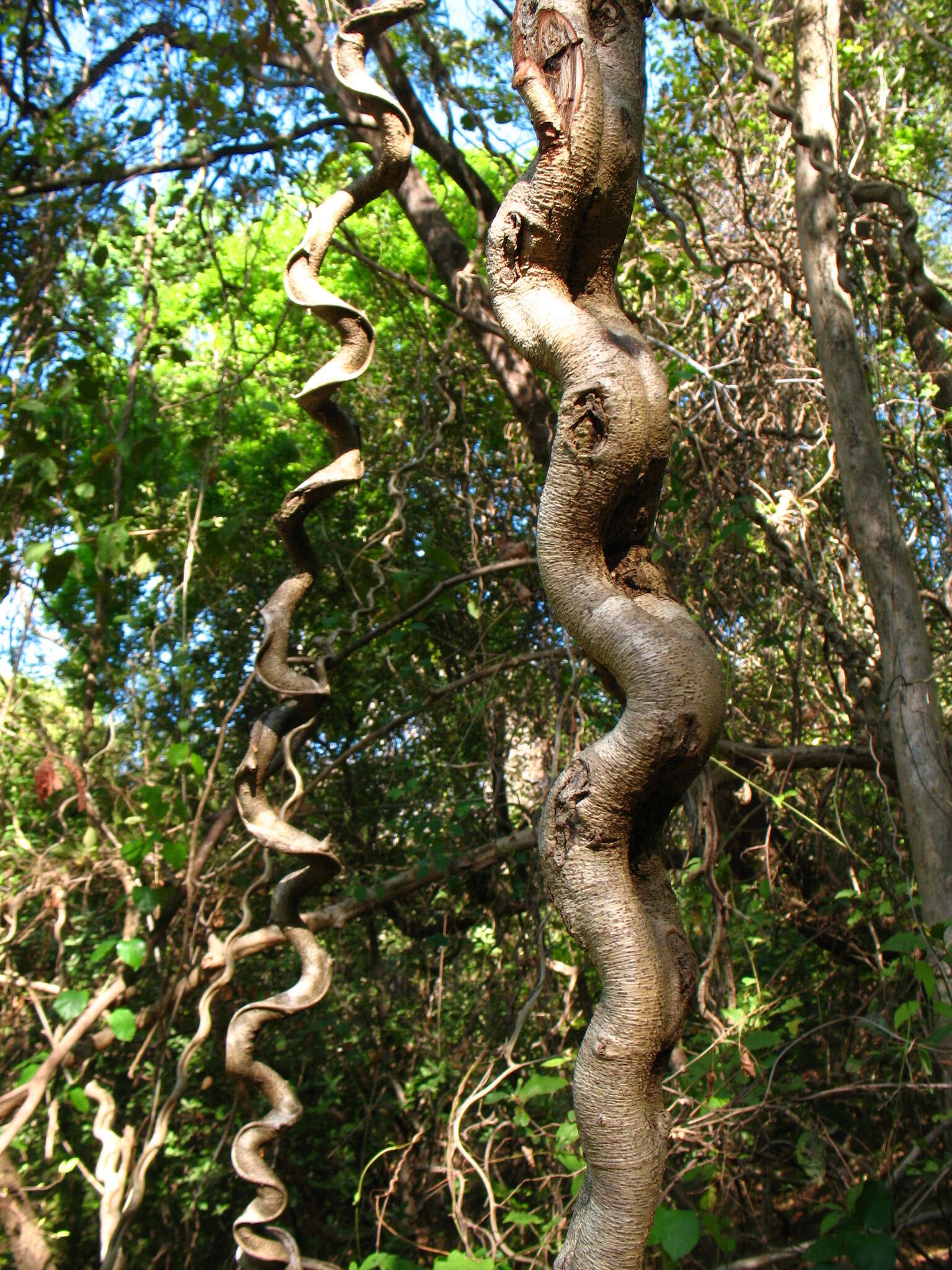 Plancia ëd Bauhinia glabra Jacq.