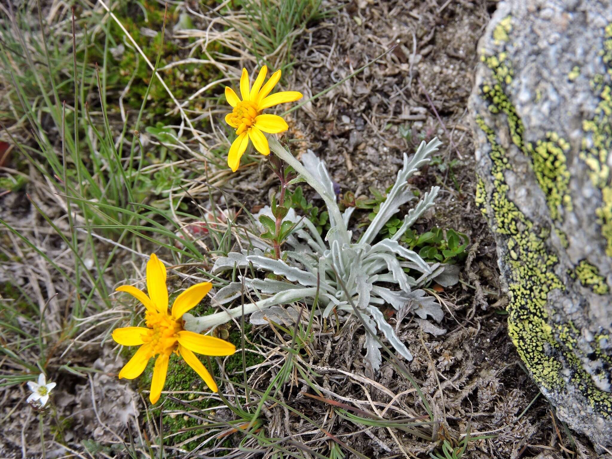 Imagem de Jacobaea uniflora (All.) Veldkamp