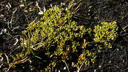 Image of Abrotanella muscosa T. Kirk