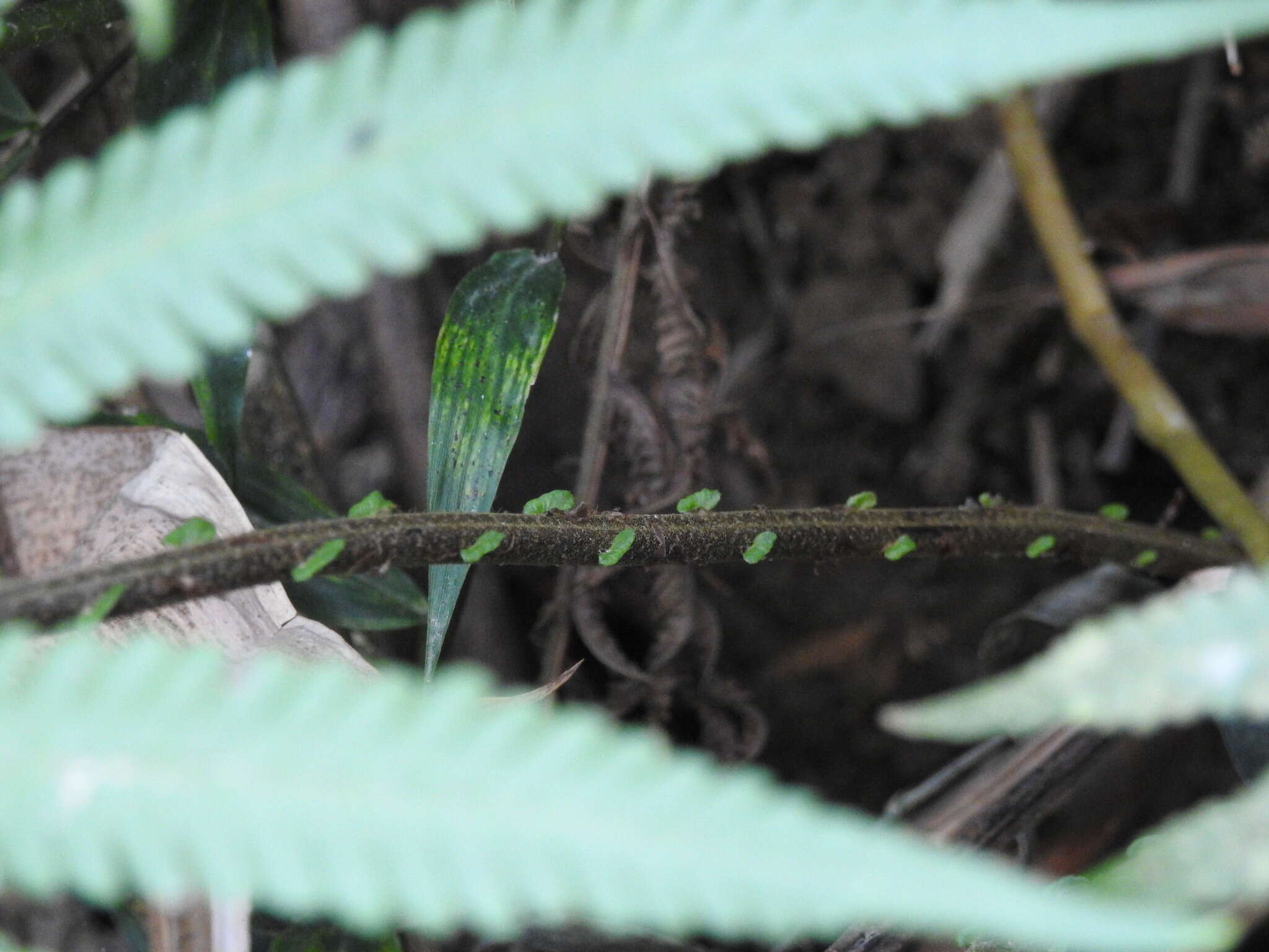 Sivun Sphaerostephanos taiwanensis (C. Chr.) Holtt. ex Kuo kuva