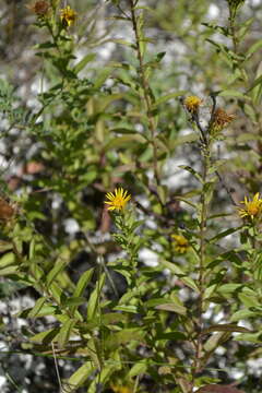 Image of Pentanema asperum (Poir.)