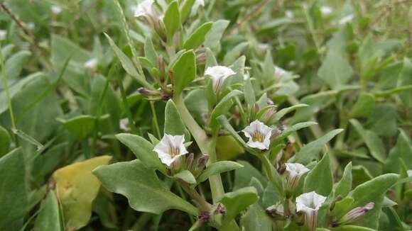 Image of Sclerophylax spinescens Miers