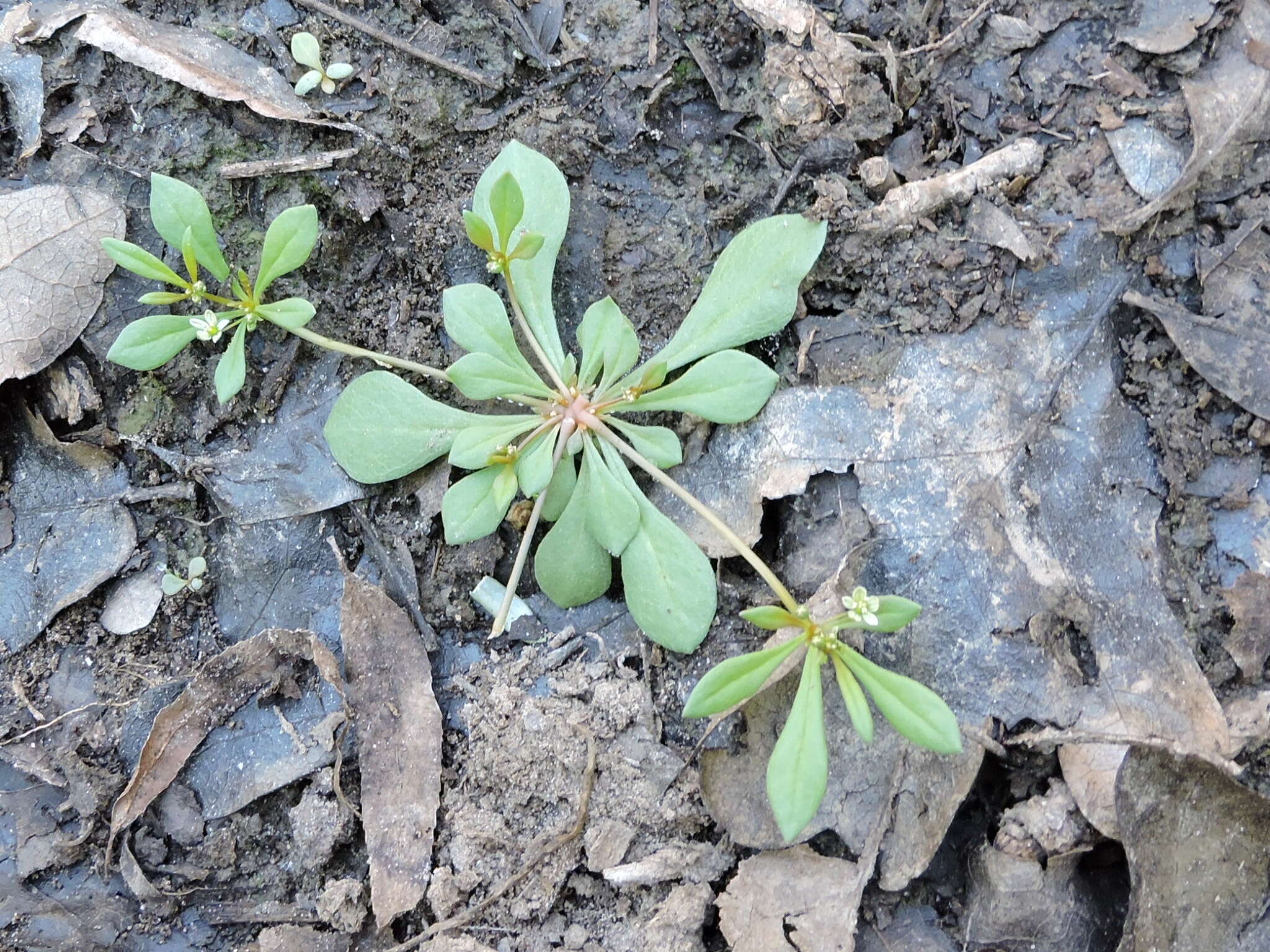 Image of carpetweed