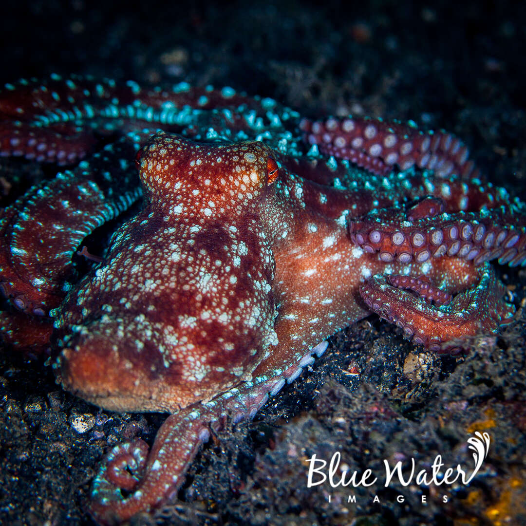 Image of Starry night octopus