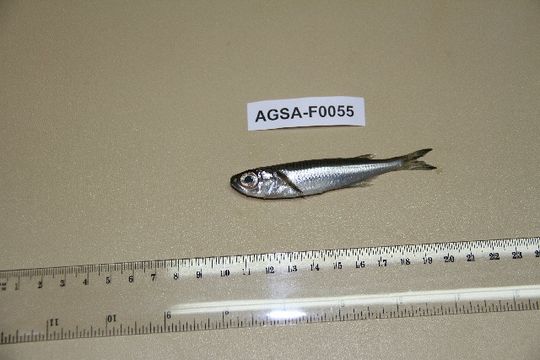 539.sabf 0055 hypoatherina 1339609140 jpg.580x360
