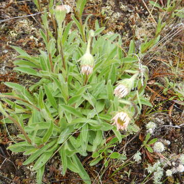 Image of tufted fleabane