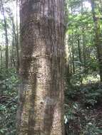 صورة Lithocarpus uraianus (Hayata) Hayata