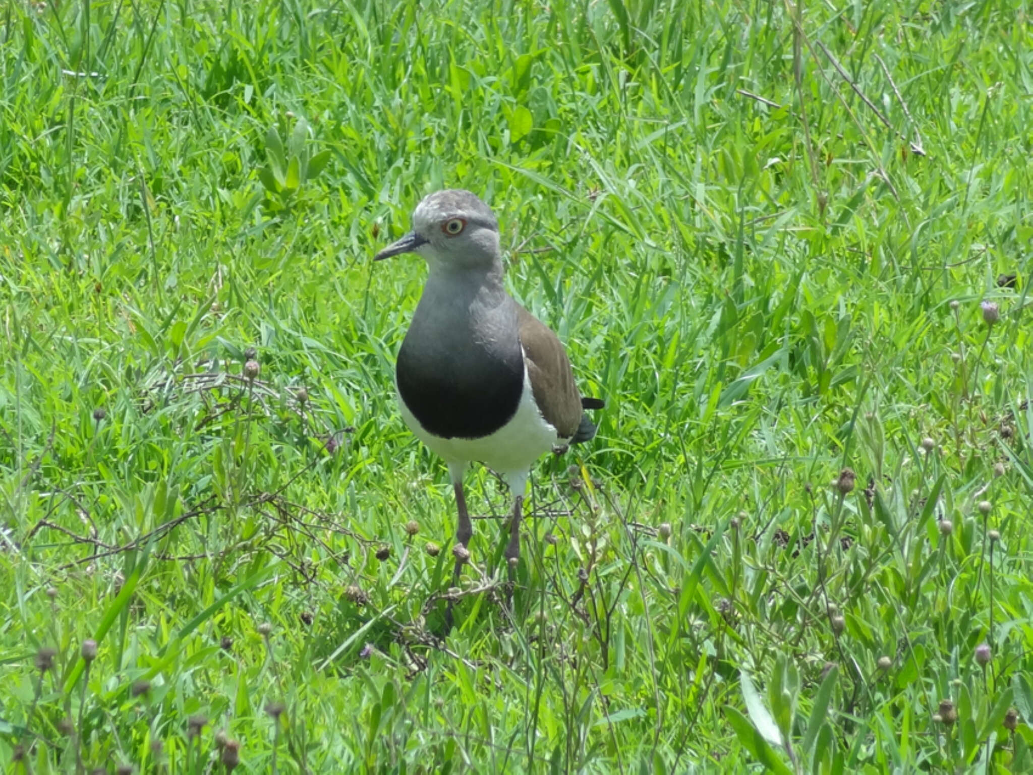 Image of Black-winged Lapwing