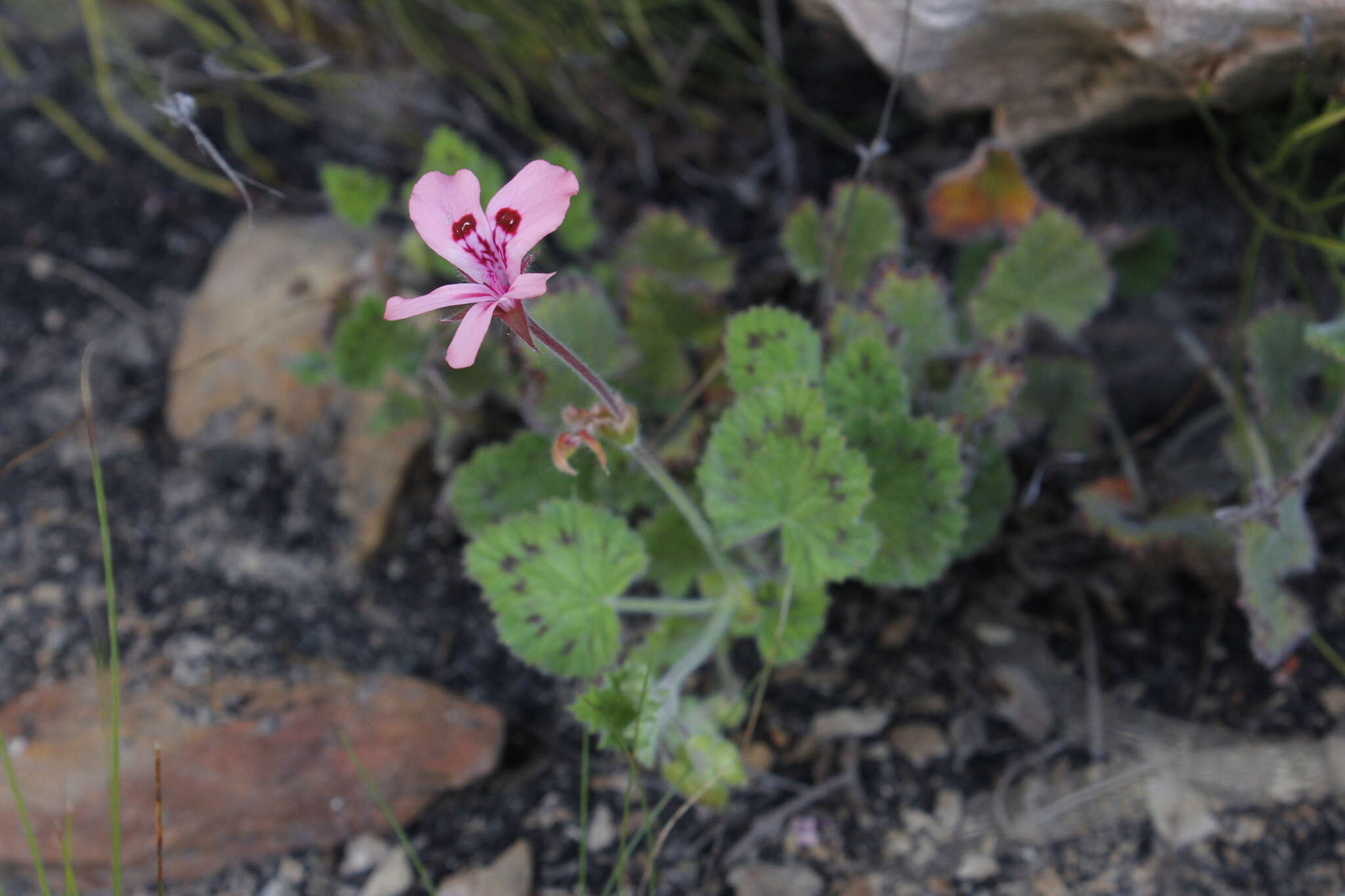 Image of Pelargonium alpinum Eckl. & Zeyh.