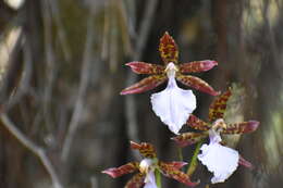 Image of Rhynchostele bictoniensis (Bateman) Soto Arenas & Salazar