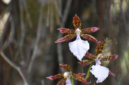 Imagem de Rhynchostele bictoniensis (Bateman) Soto Arenas & Salazar