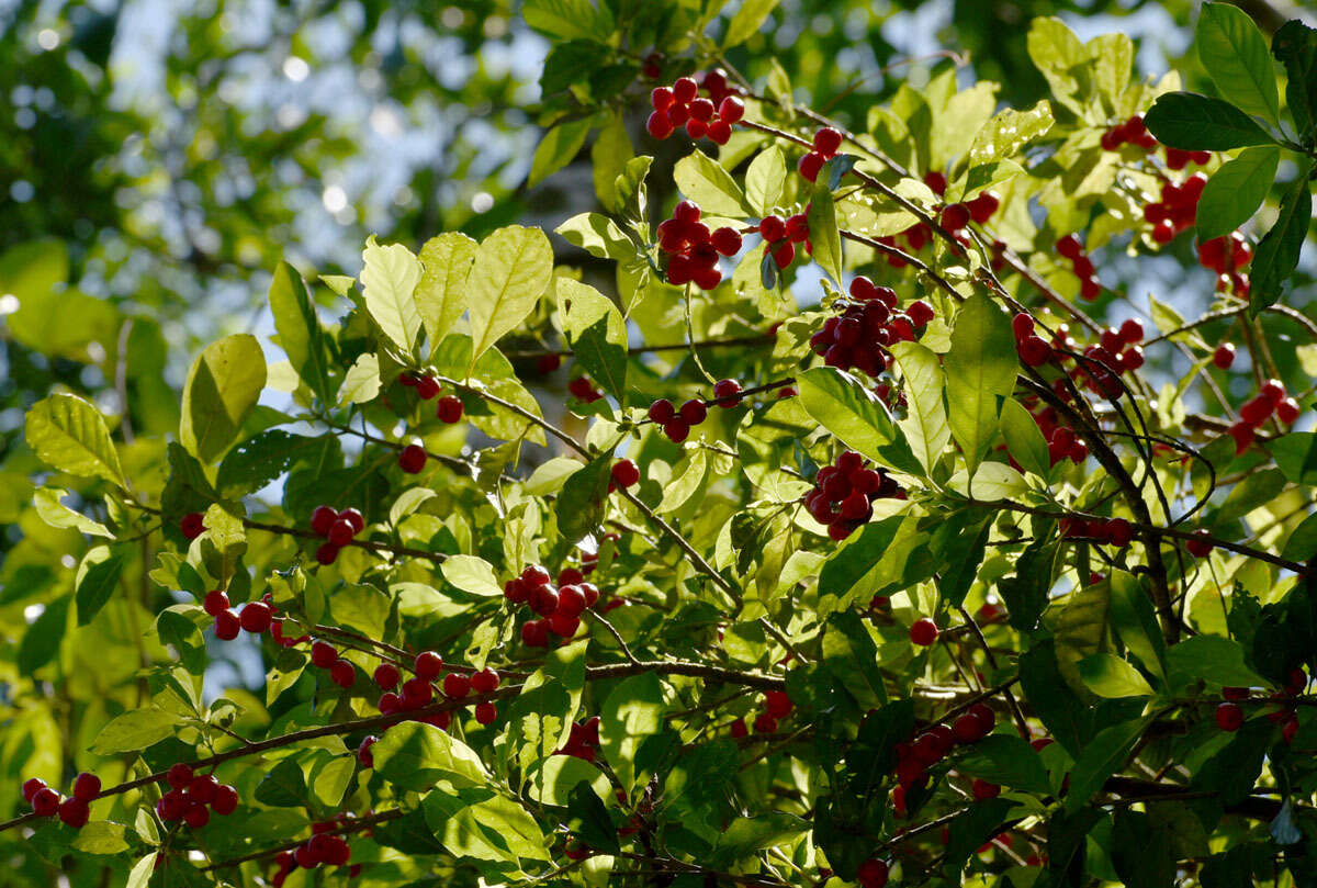 Image of Antirhea tenuiflora F. Muell. ex Benth.