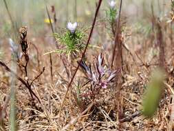 Image of Bidwell's knotweed