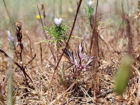 Image de Polygonum bidwelliae S. Wats.