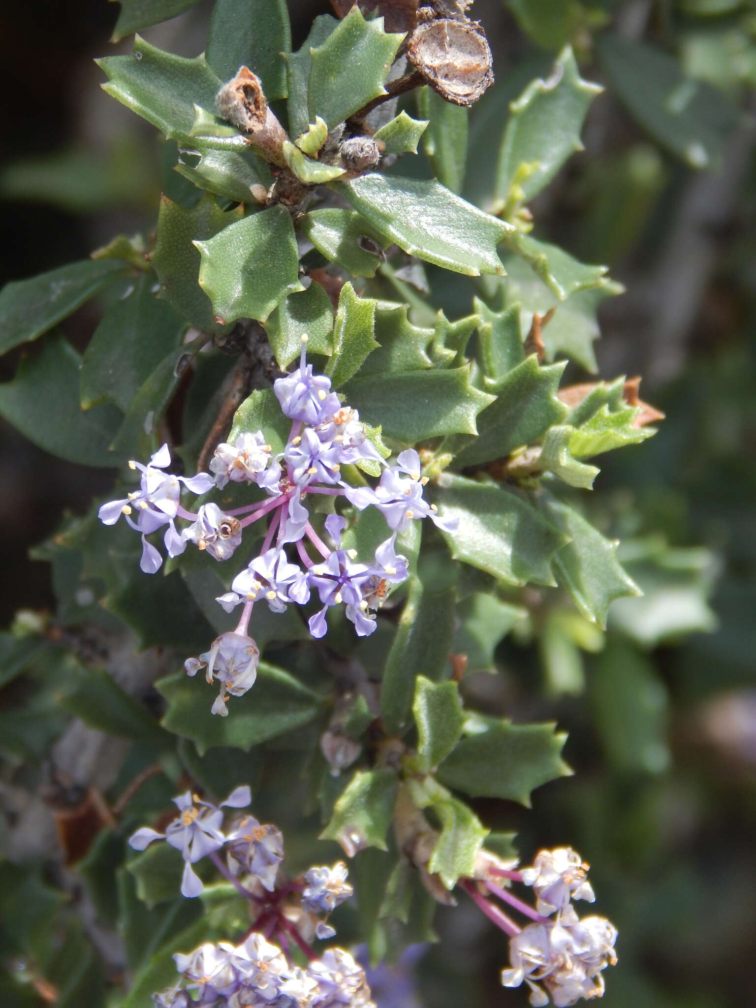 Image of Rincon Ridge ceanothus