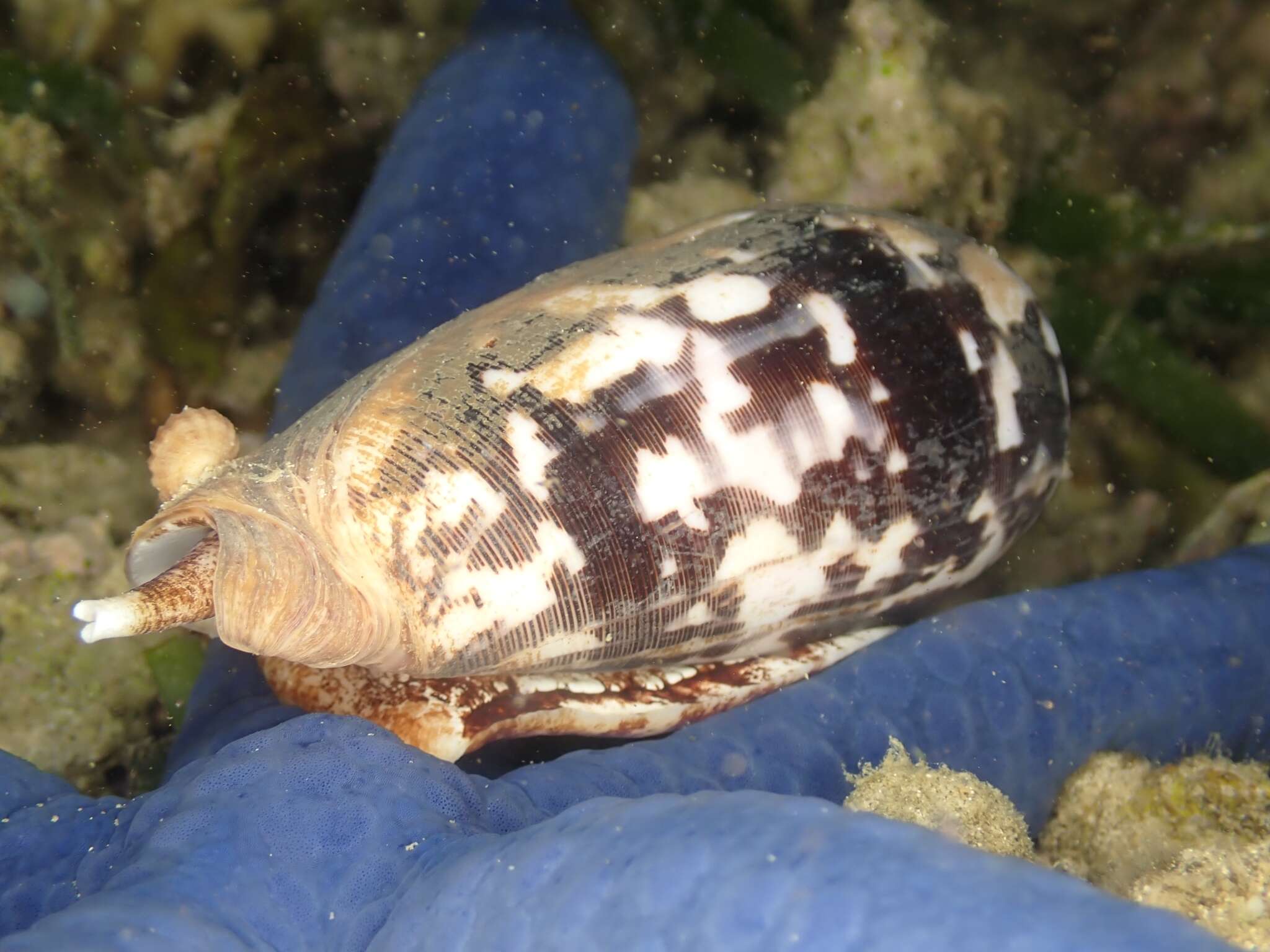 Image of Striated cone snail